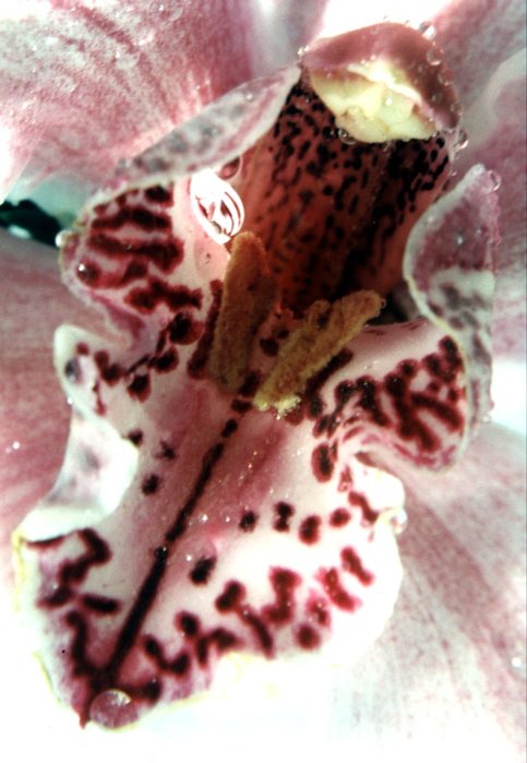 Orchidej
